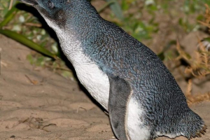 Маленький пінгвін - резидент південної півкулі Маленький пінгвін - резидент південної півкулі